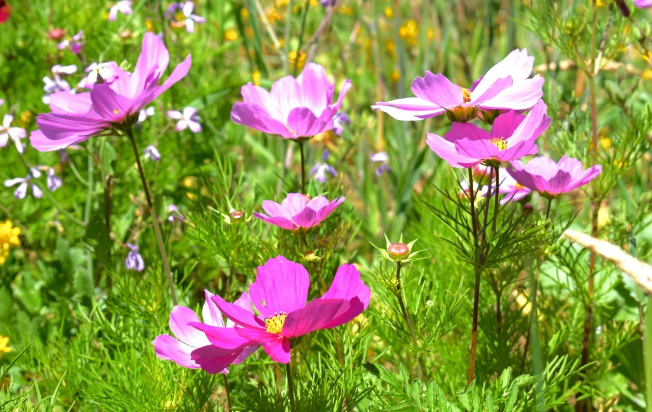 Cosmos rosados en flor en el corredor