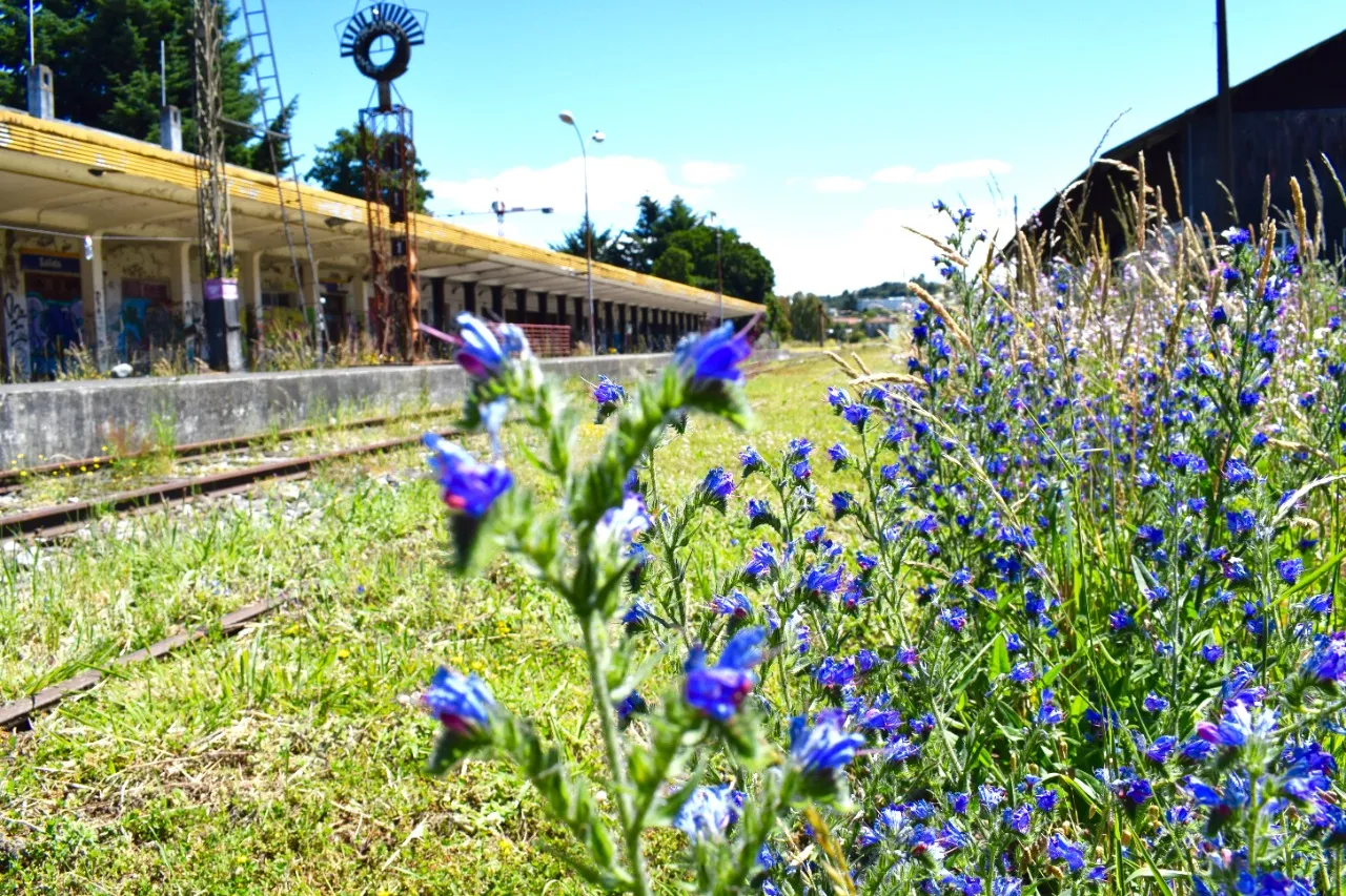 Flores azules junto a la vía y el andén de la estación