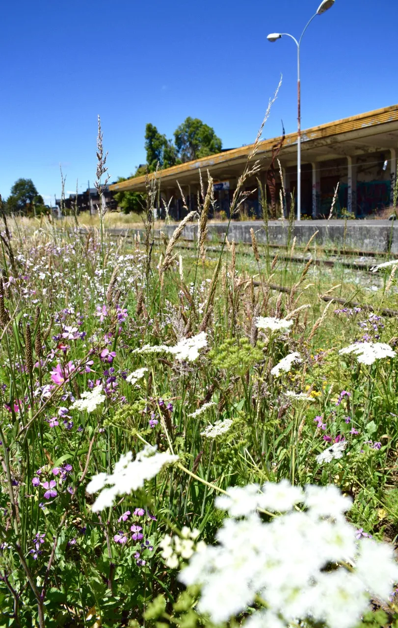 Flores blancas y lilas junto al andén