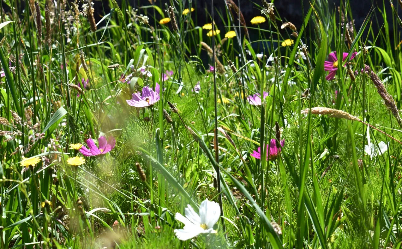 Pastos y flores silvestres del corredor
