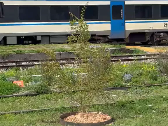 Árbol nuevo junto a la vía mientras pasa el tren por la estación