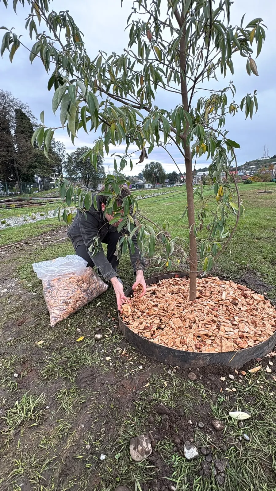 Cubriendo con chip la taza de un árbol recién plantado